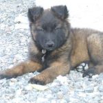 Guiness Des Pas Des Bêtes chiot